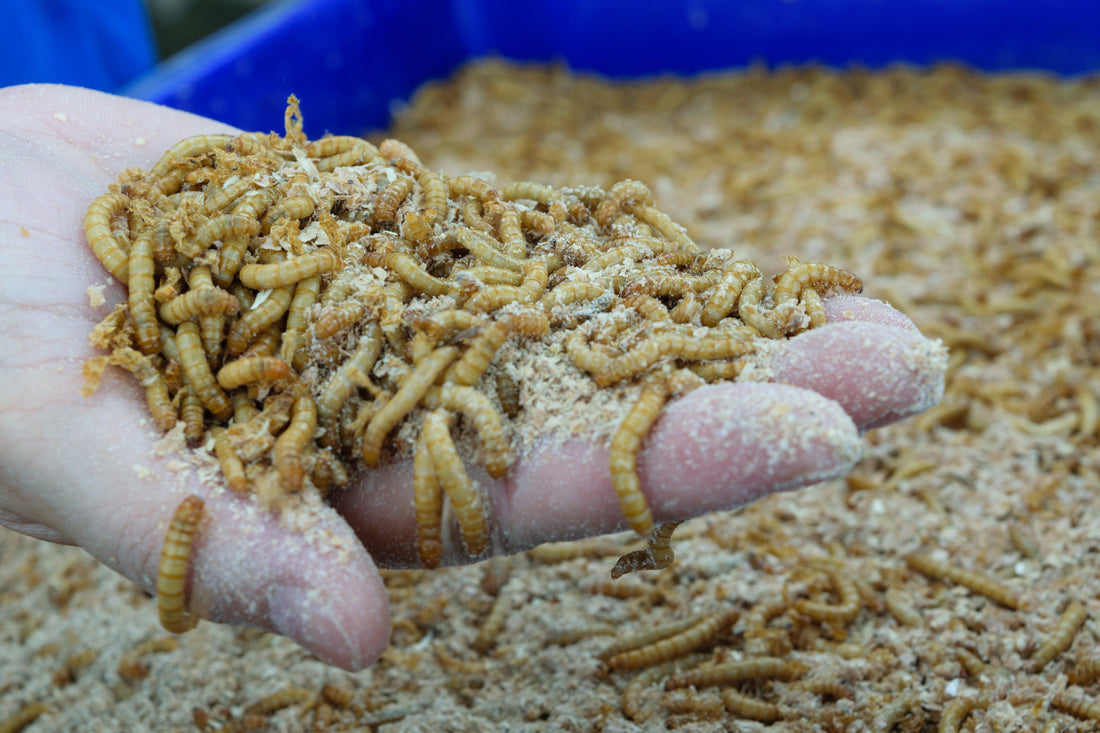 What Do Mealworms and Superworms Eat?