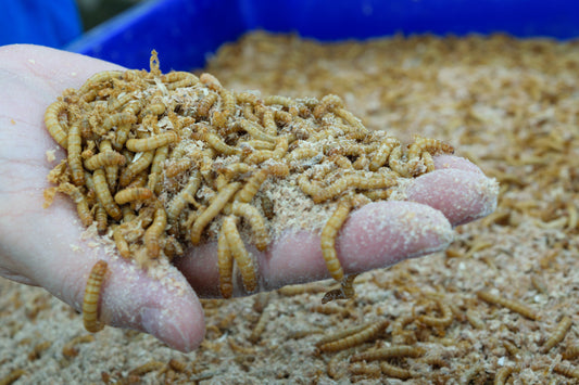 What Do Mealworms and Superworms Eat?