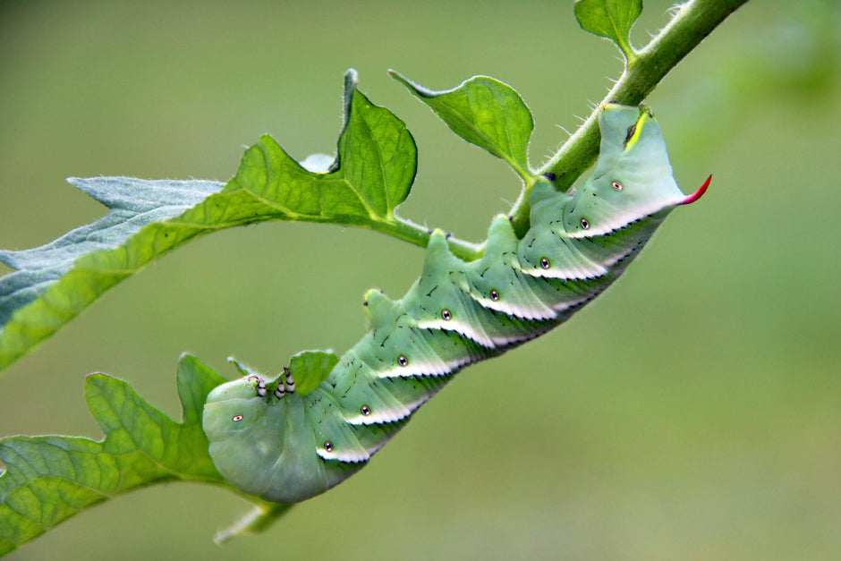 What Do Hornworms Eat?