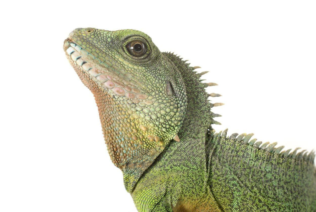 Chinese Water Dragon Care Sheet