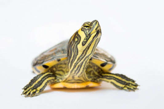 Yellow-Bellied Slider Care Sheet