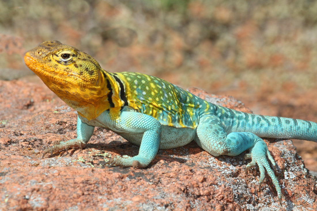 Collared Lizard Care Sheet