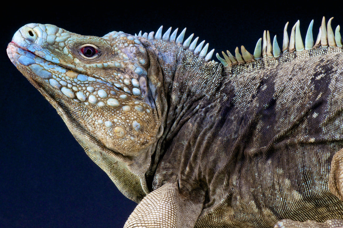 How to Care for Your Cuban Rock Iguana