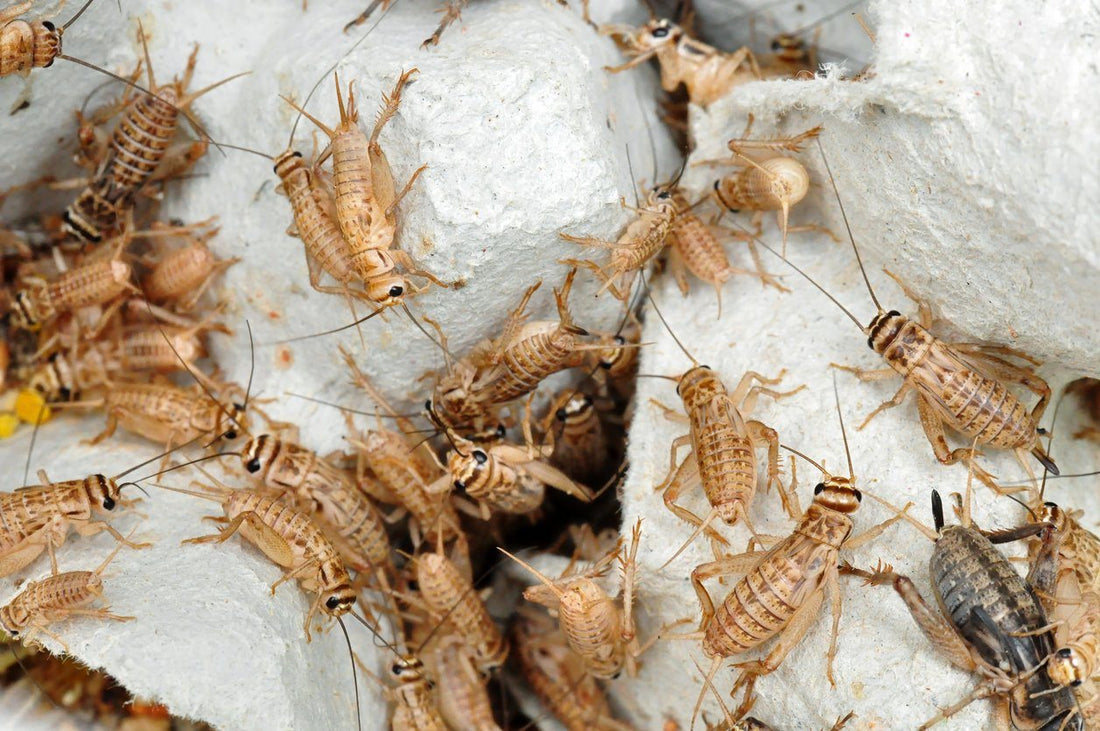 How to Care for Feeder Crickets