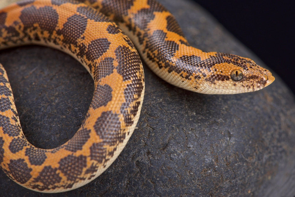 Kenyan Sand Boa Care Sheet