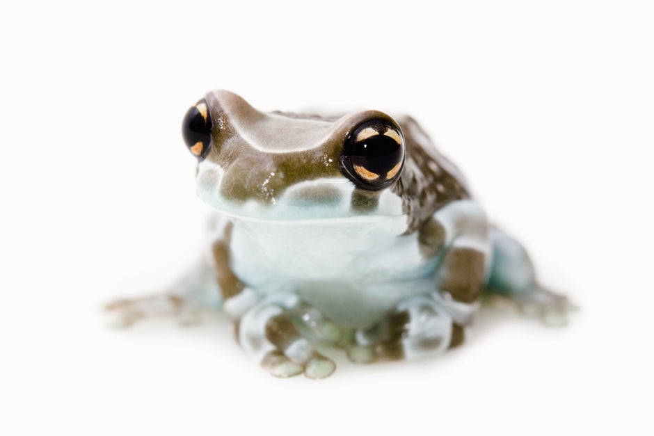 Amazon Milk Frog Care Sheet