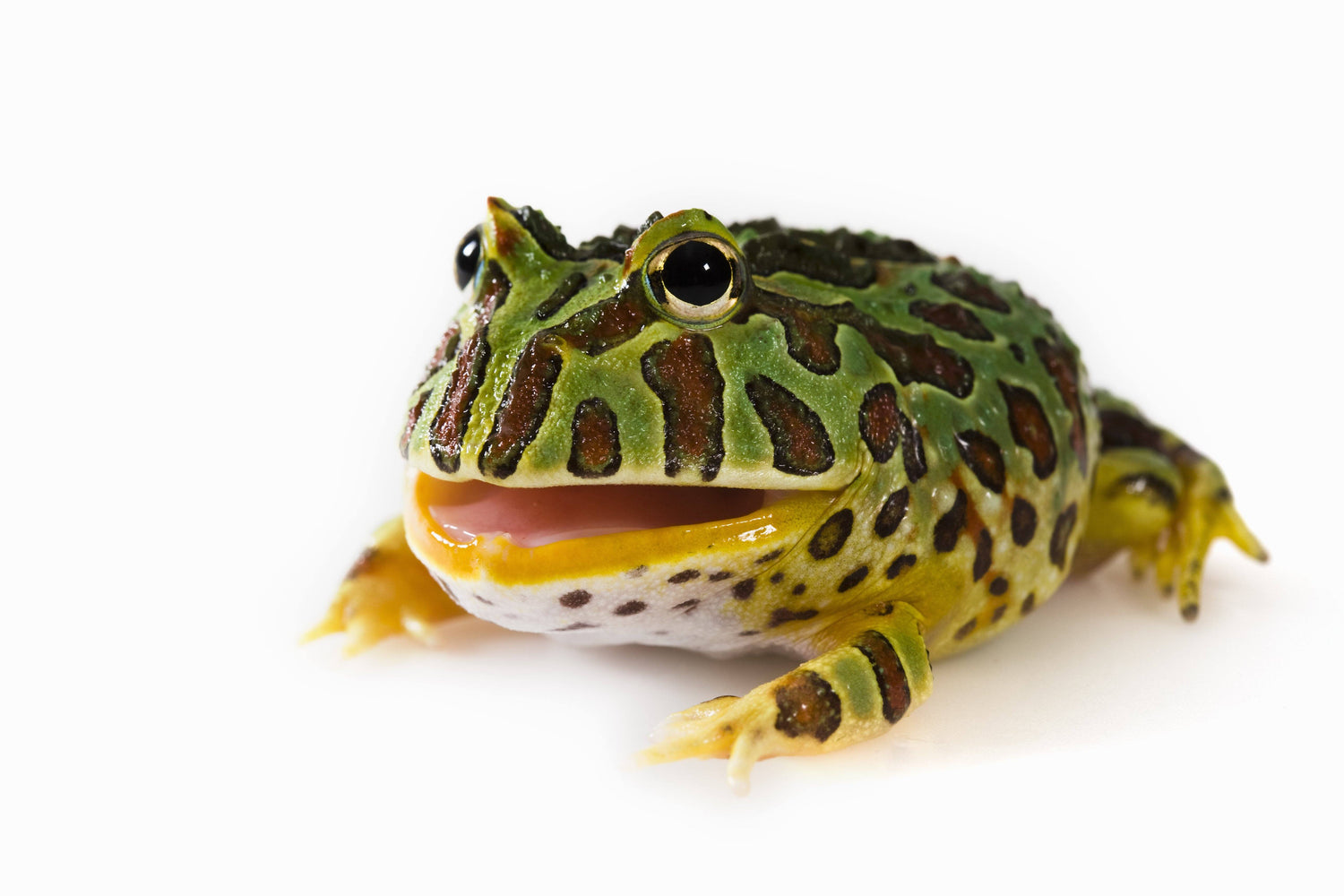 Pacman Frog Care Sheet | DubiaRoaches.com – Dubia.com