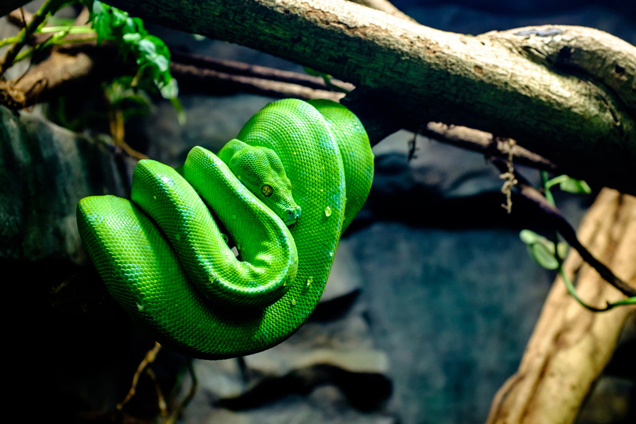 Green Tree Python Morphs