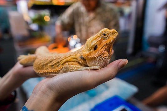 Can Reptiles Get Fat?