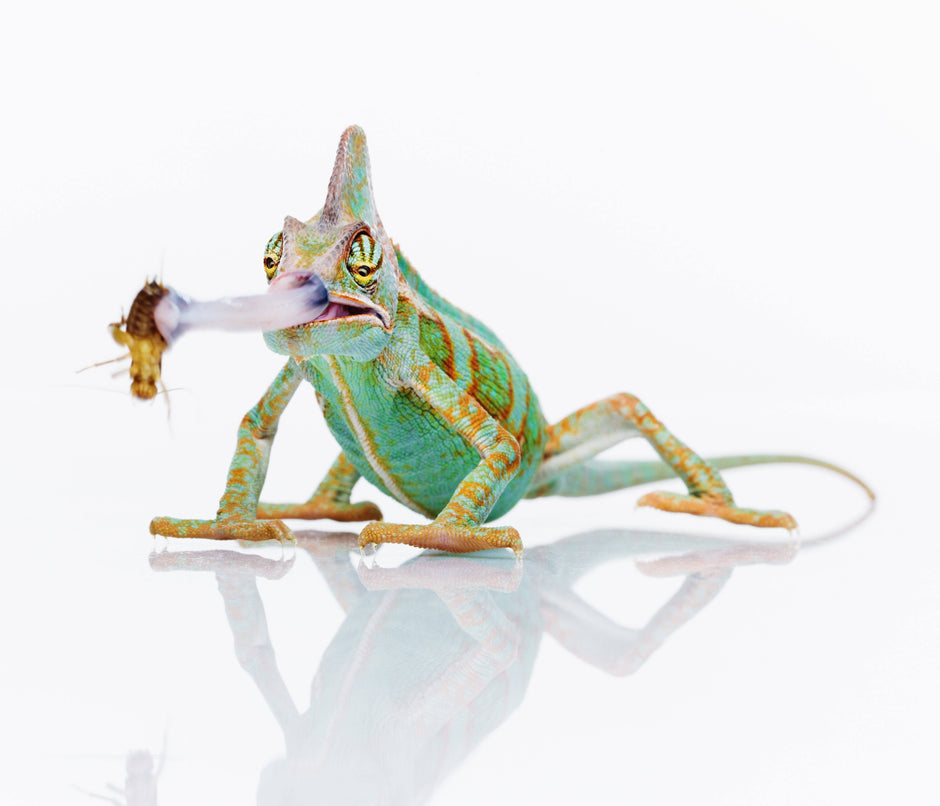 What Kinds of Crickets Can You Feed to Your Reptile?