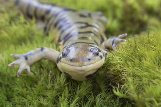 Tiger Salamander Care Sheet
