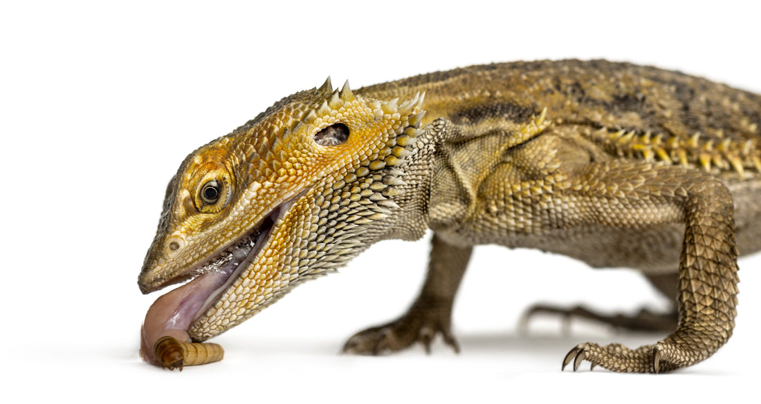 What Can A Bearded Dragon Eat?