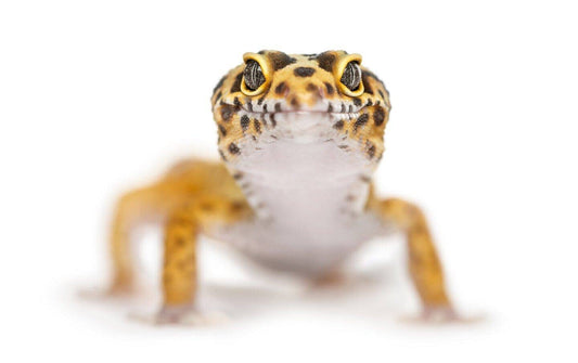 Are Leopard Geckos Good Pets?