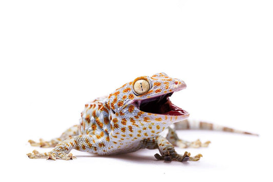 Tokay Gecko Care Sheet