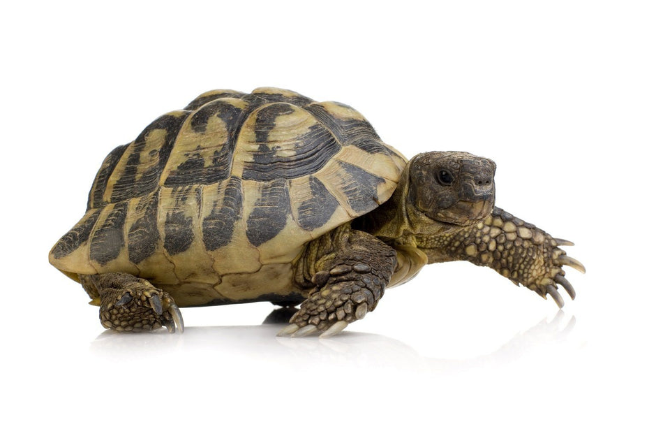 Greek Tortoise Care Sheet