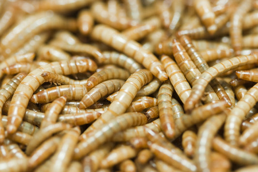Can You Use Mealworms as CUC?
