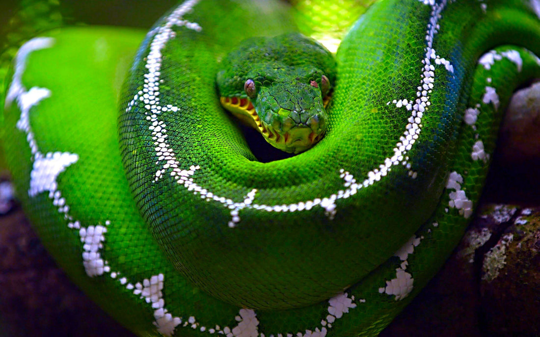 Emerald tree boas do not need light to catch their prey. They have heat  receptors that can sense nearby a…