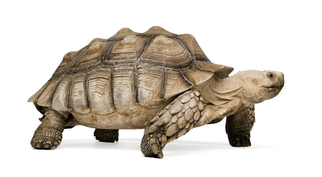 african sulcata tortoise size