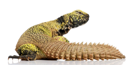 What Can Uromastyx Eat?