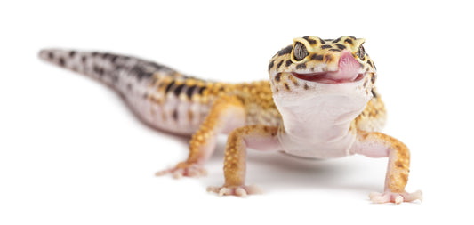 What Can A Leopard Gecko Eat?