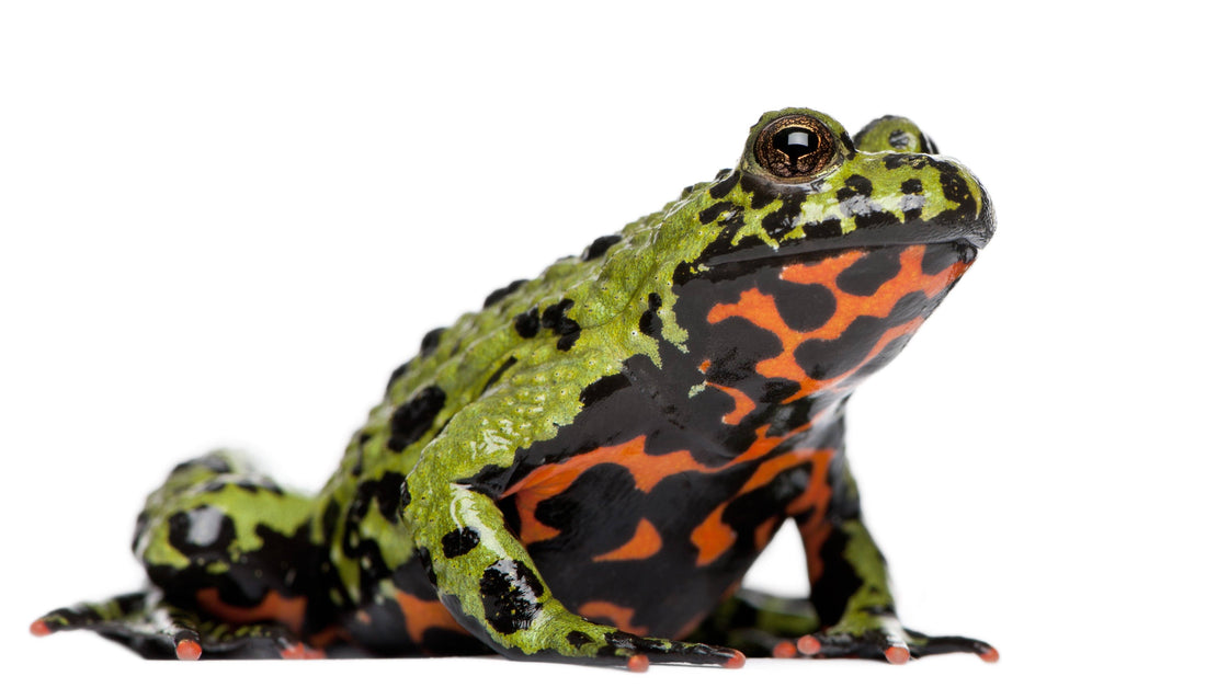 How to Care for Your Fire Bellied Toad