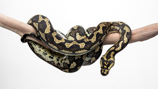 How to Care for Your Carpet Python