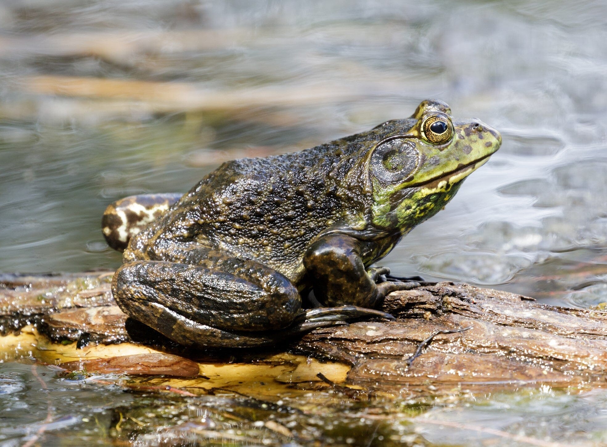 American Bullfrog American Bullfrog | EEK WI