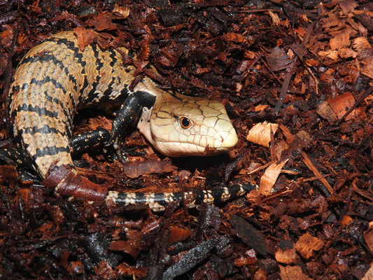 How to Set Up an Indonesian Blue Tongue Skink Terrarium