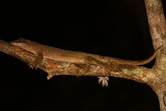 Sarasinorum Gecko Care Sheet
