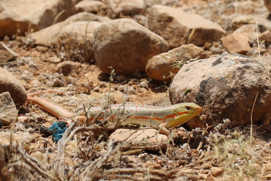 Schneider’s Skink Care Sheet