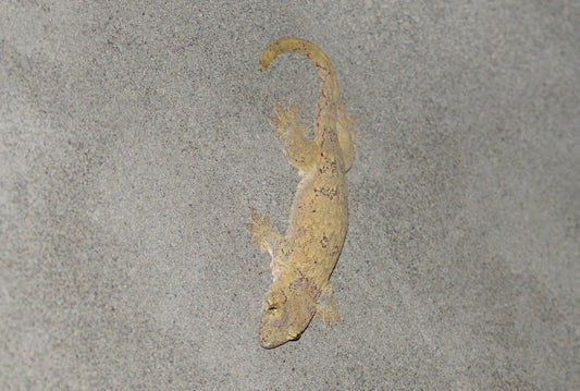 Halmahera Gecko Care Sheet