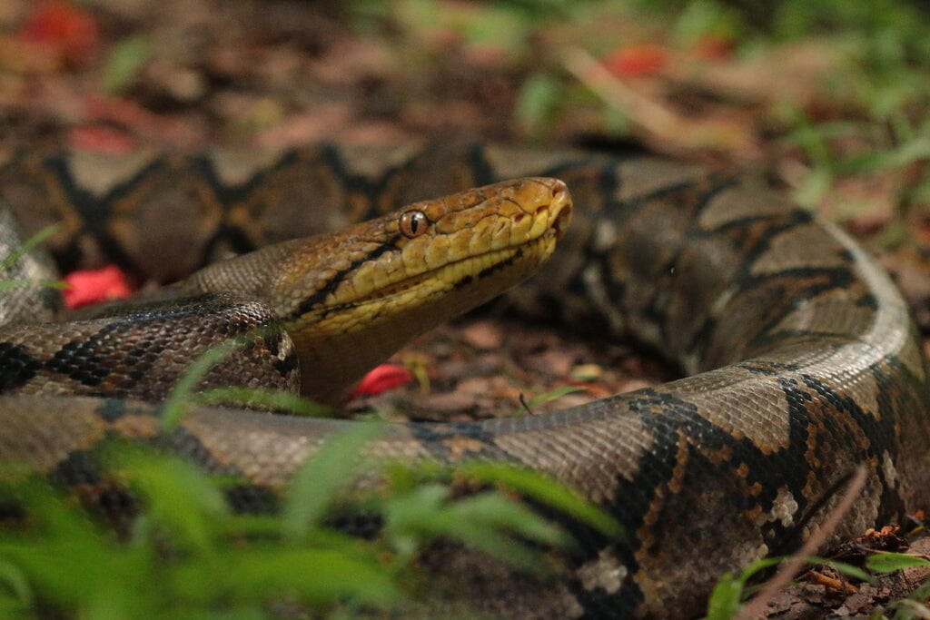 Reticulated Python Care Sheet | Dubia.com