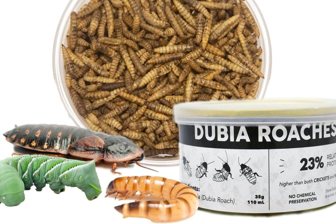 Pros & Cons: Dried Insects vs Canned Insects vs Live Insects