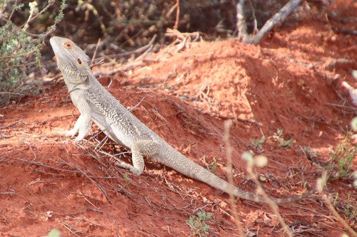 How to Set Up a Bearded Dragon Terrarium