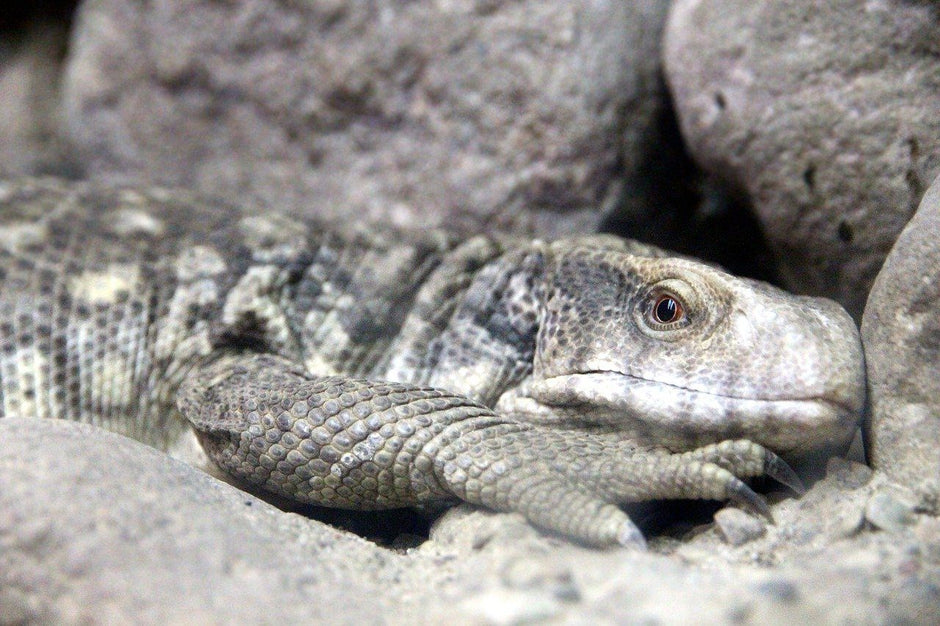 How to Care for Your Savannah Monitor
