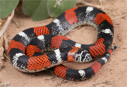 Tricolor Hognose Snake Care Sheet