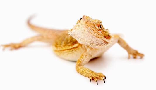 What Is Brumation for Bearded Dragons?