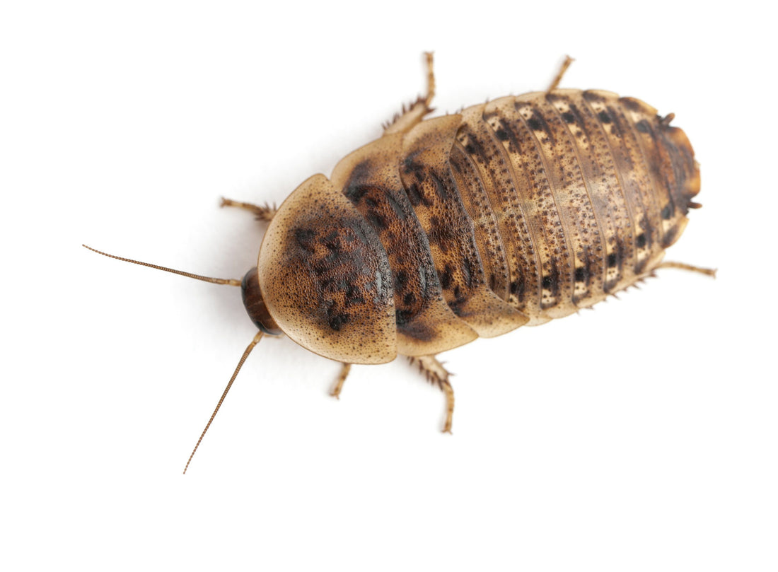 Why Choose Dubia Roaches