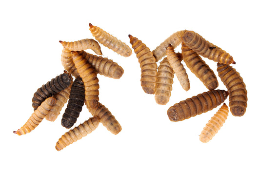 Black Soldier Fly Larvae (NutriGrub) FAQs