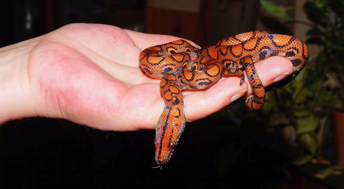 Rainbow Boa Care Sheet