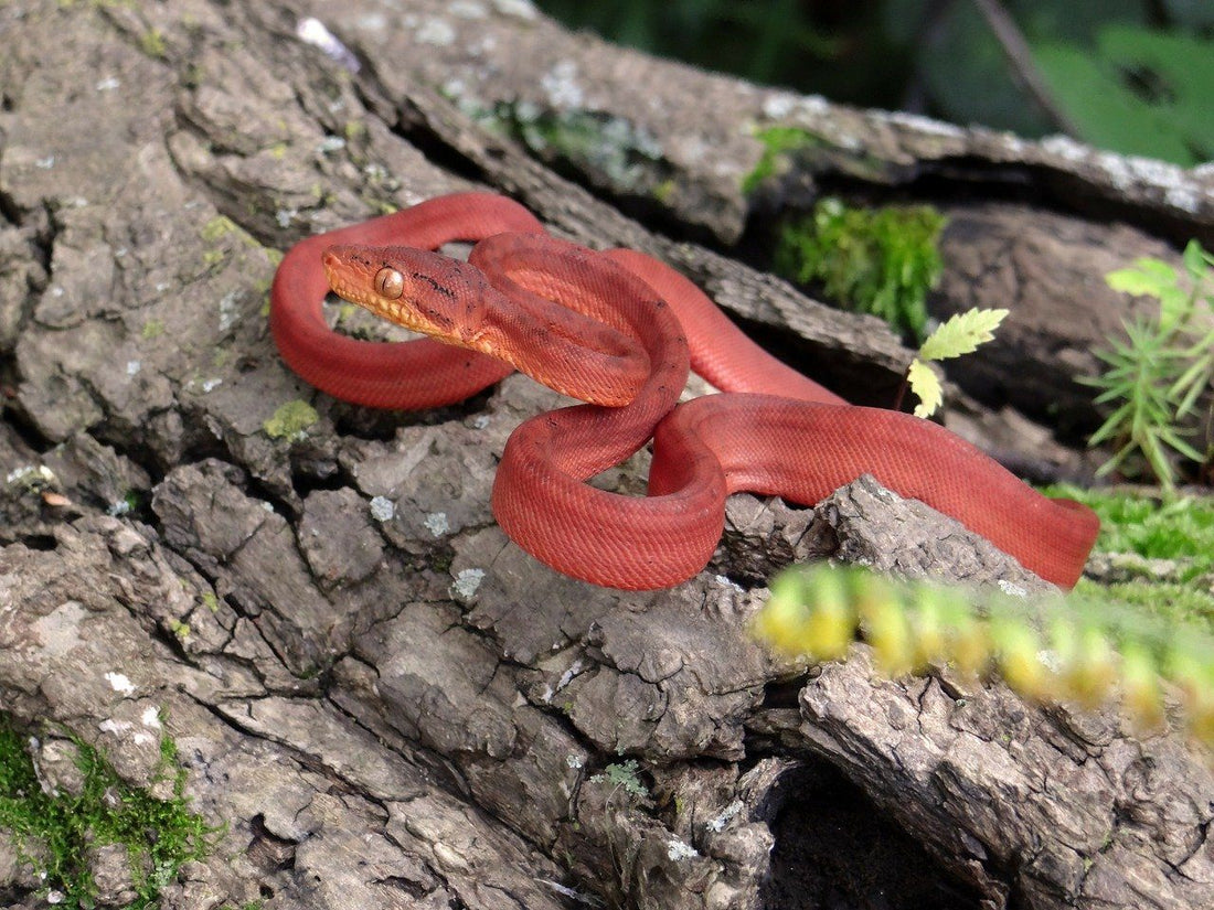 How to Care for Your Amazon Tree Boa