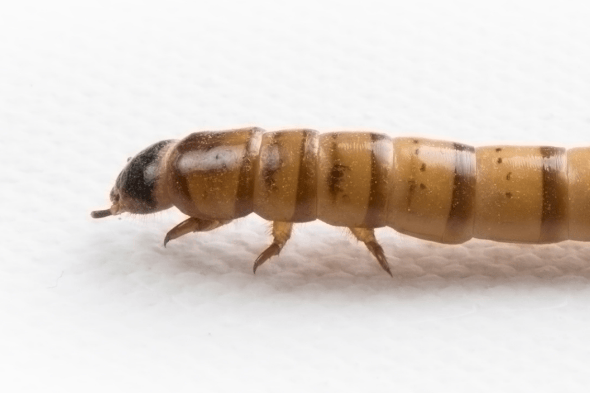 Superworms Vs Dubia Roaches photo
