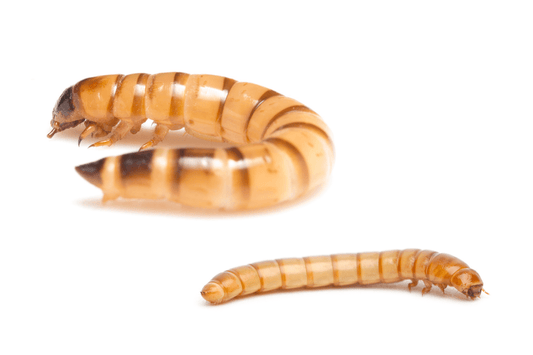 Showdown: Superworms vs Mealworms