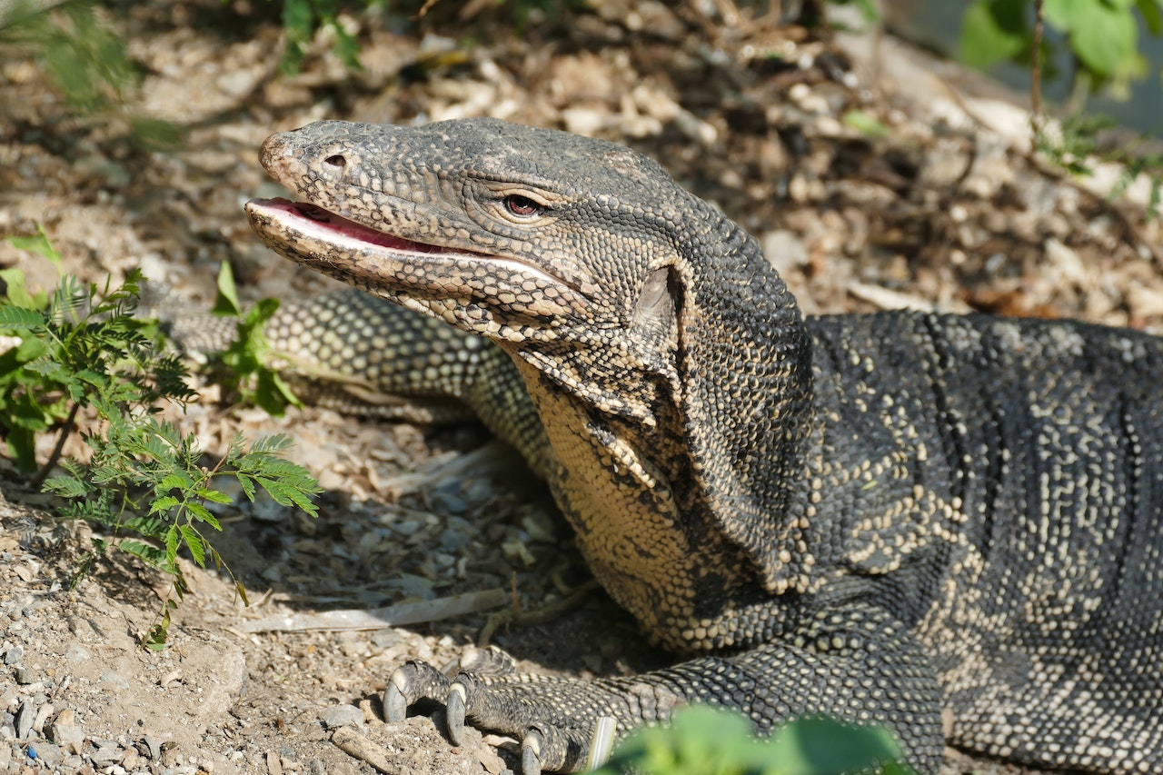 Aaa Monitor Lizard Monitor Lizards - Care & Supplies | “Shop Essentials for Monitors ...