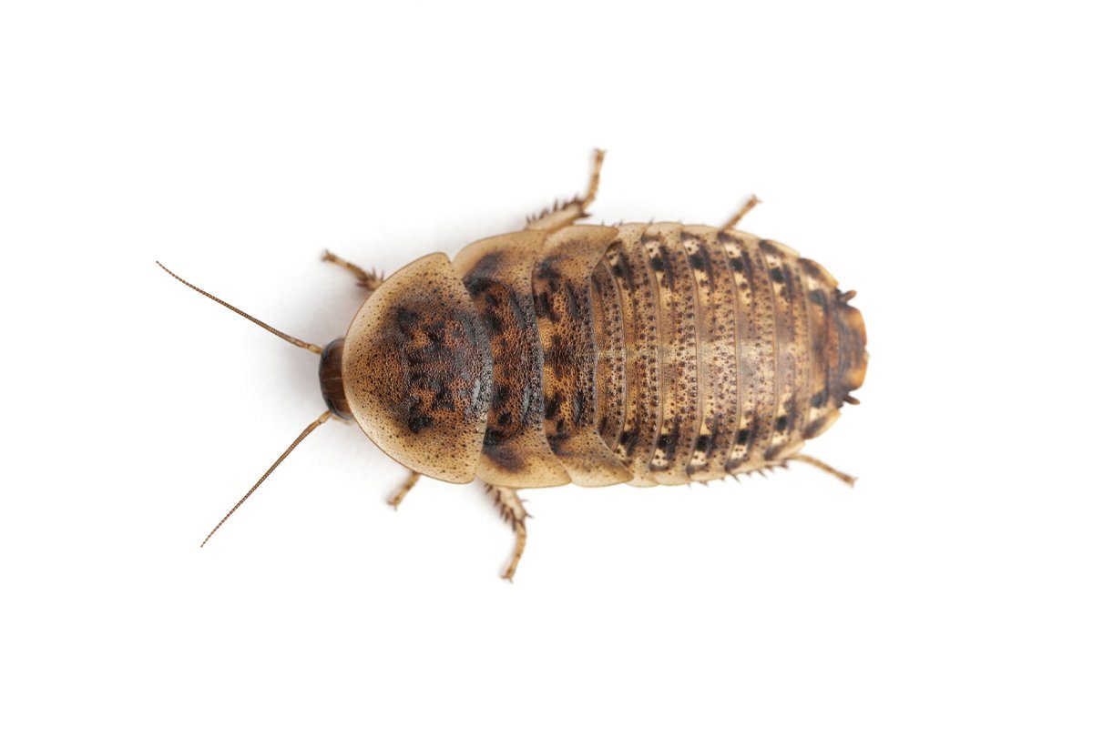 Beautiful view of Dubia Roach Habitat For Sale Online