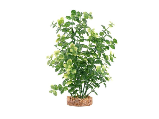 Fluval Green Bacopa 8" Fluval 