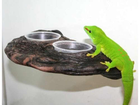 Gecko Ledge - Earth w/ two cups