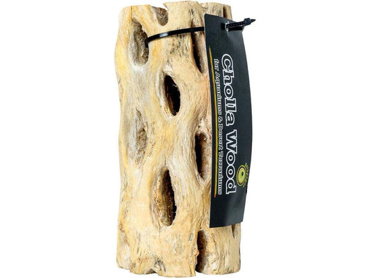 Galapagos Cholla Wood, 12" Galapagos