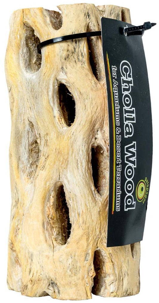 Galapagos Cholla Wood, 12"