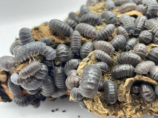 Armadillo officinalis "Sicily" locale Isopods DubiaRoaches.com 10ct 